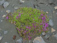 Blumenpolster auf kargem Lavasand